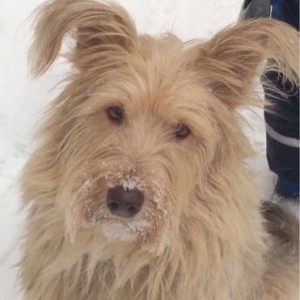 В добрые руки - IMG_20170309_015907_283.jpg