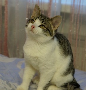 Москва и МО Котенок Ззося ищет дом  - 2.JPG