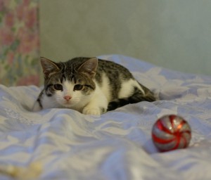 Москва и МО Котенок Ззося ищет дом  - 5.JPG