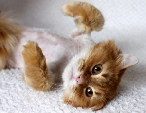 Реутов и вся Москов.обл. Котику Прянику срочно нужен дом  - 1.jpg