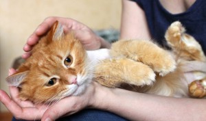 Реутов и вся Москов.обл. Котику Прянику срочно нужен дом  - 2.jpg