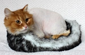 Реутов и вся Москов.обл. Котику Прянику срочно нужен дом  - 3.jpg