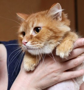 Реутов и вся Москов.обл. Котику Прянику срочно нужен дом  - 4.jpg