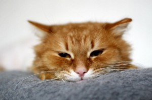 Реутов и вся Москов.обл. Котику Прянику срочно нужен дом  - 5.jpg