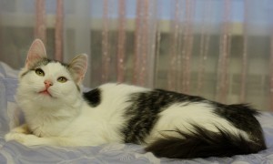 Москва и МО Котенок Ммаша ищет дом  - 1.JPG