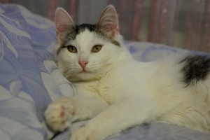 Москва и МО Котенок Ммаша ищет дом  - 2.JPG