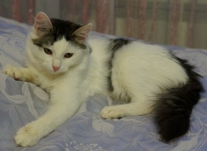 Москва и МО Котенок Ммаша ищет дом  - 4.JPG