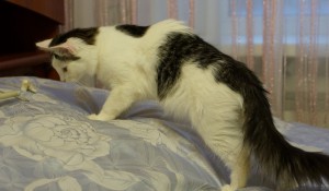 Москва и МО Котенок Ммаша ищет дом  - 5.JPG