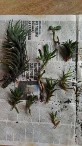 Отдам денежное дерево - 14898248963331491780921.jpg