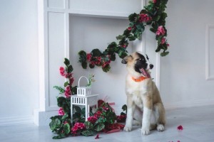 Москва и МО Щенок Айвори ищет дом  - 2.jpg