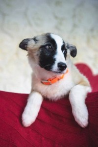 Москва и МО Щенок Айвори ищет дом  - 3.jpg