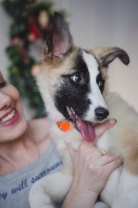 Москва и МО Щенок Айвори ищет дом  - 4.jpg