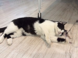 Отдам Даром  - IMG_1770-02-02-17-05-46.jpeg