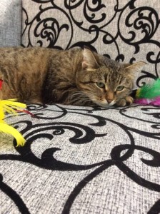 Отдам Даром  - IMG_1762-02-02-17-05-46.jpeg