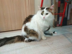 Отдам Даром  - margosha.jpg