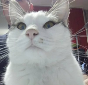 Отдам Даром  - IMG_20170205_173912 (2)_cr.jpg