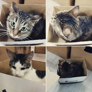 Отдам Даром  - 16730680_1403417199731743_7551482258775665107_n.jpg