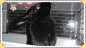 Даром декоративный кролик - IMG_5912.JPG