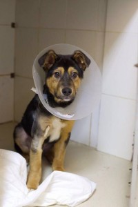 Мальчик Тони, 3,5 мес ищет дом  - image2.JPG