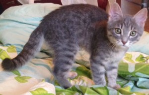 Котёнок - IMG_1982.JPG