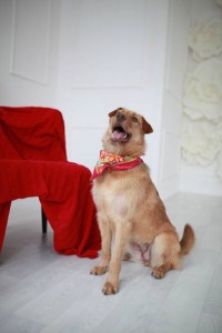 Щепа ищет дом, 2 года стерилизована и привита. - IMG_8308.JPG