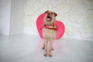 Щепа ищет дом, 2 года стерилизована и привита. - IMG_8460.JPG