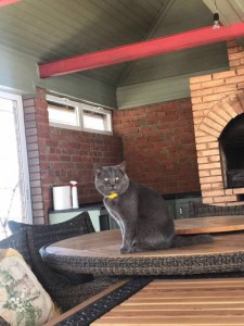 Москва и МО Ищет дом, шикарный парень  - 2 (2).jpeg