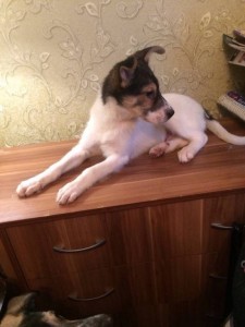 Смешной и добрый щенок в добрые руки  - 1l7I-UW80mY.jpg