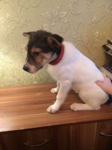 Смешной и добрый щенок в добрые руки  - MI1eC-XTONk.jpg