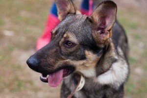 Добряк Бур в добрые руки  - 854QeXtrmTA.jpg