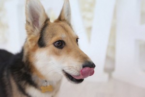 Москва и МО Красавица Мейси ищет дом  - 1.jpg