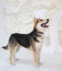 Москва и МО Красавица Мейси ищет дом  - 2.jpg