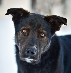 Москва и МО Красивый и добрый пес Шварц  - 1.jpg