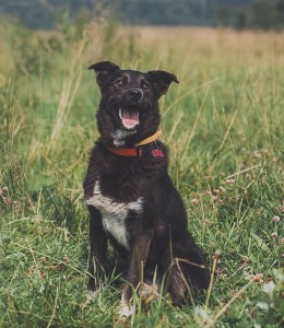 Москва и МО Красивый и добрый пес Шварц  - 2.jpg