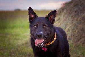 Москва и МО Красивый и добрый пес Шварц  - 3.jpg