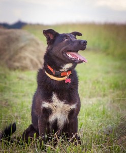 Москва и МО Красивый и добрый пес Шварц  - 4.jpg