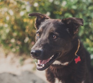 Москва и МО Красивый и добрый пес Шварц  - 5.jpg