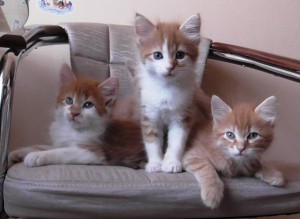 Отдадим в добрые руки - коты 020.JPG