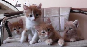 Отдадим в добрые руки - коты 026.JPG