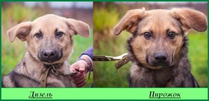 Москва и МО Щенки-мальчишки, немного овчарки  - 1.jpg