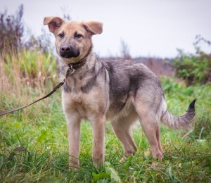 Москва и МО Щенки-мальчишки, немного овчарки  - 3.jpg