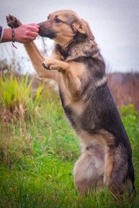 Москва и МО Щенки-мальчишки, немного овчарки  - 4.jpg