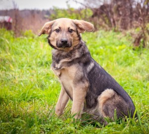 Москва и МО Щенки-мальчишки, немного овчарки  - 5.jpg