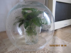 Гардения в парнике