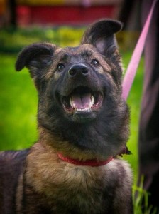 Москва и МО Красивая и умная охранница ищет свою семью  - 1.jpg