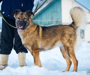 Москва и МО Красивая и умная охранница ищет свою семью  - 2.jpg