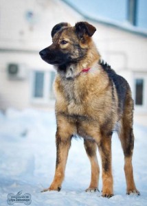 Москва и МО Красивая и умная охранница ищет свою семью  - 5.jpg