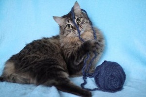 Москва и МО Котик Семен в заботливые ручки - Копия 1.JPG