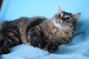 Москва и МО Котик Семен в заботливые ручки - Копия 2.JPG