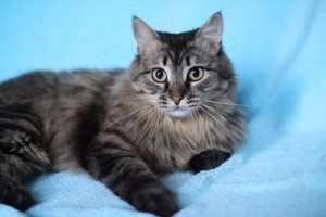 Москва и МО Котик Семен в заботливые ручки - Копия 3.JPG